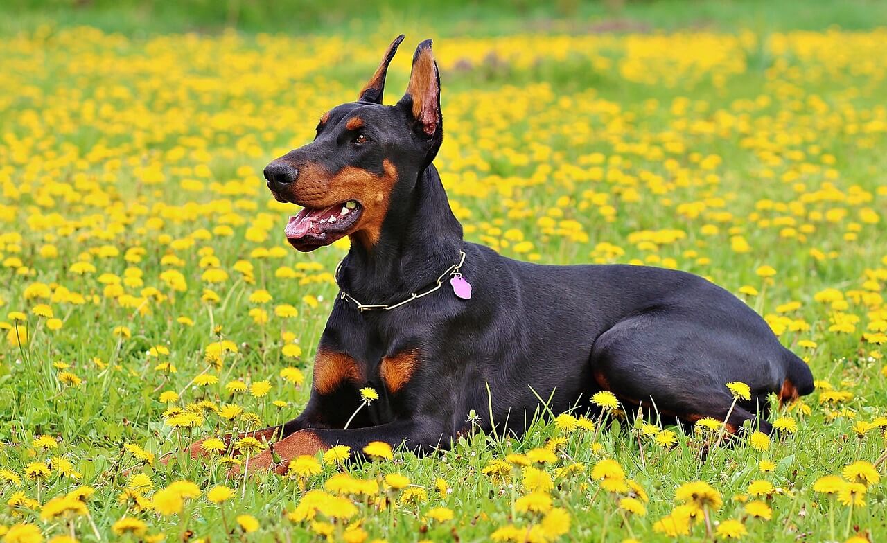 Nombres para perros guardianes Nombres para perros guardianes